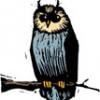 Owl_2_C.jpg
